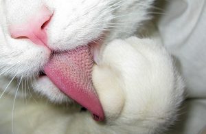 My Cat???s Tongue like Sandpaper