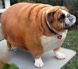 Overweight Dog