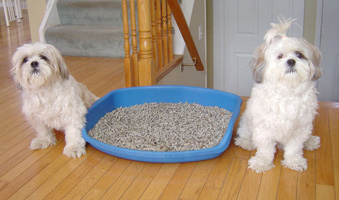 Dogs with litter box