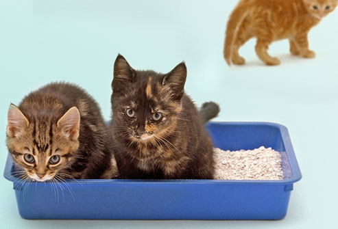 Small Cats to use a litter box