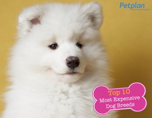 most expensive puppies