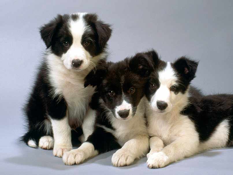 Border Collie Dog Breed Pictures, 3