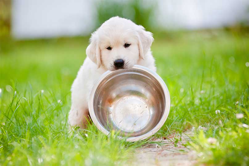 can dogs die from eating too much