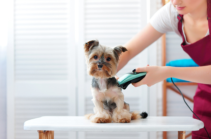 Why Is Pet Grooming Important
