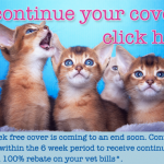 6WF Continue Cover Kitten